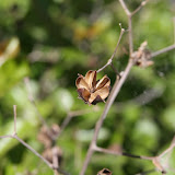 IMG_2676.JPG