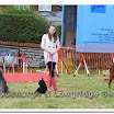 Pet Dogs 015.jpg