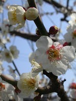 梅 梅