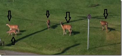deertracker