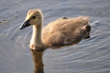 DSC_1001.JPG