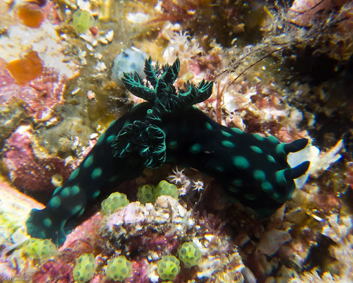 P7075021