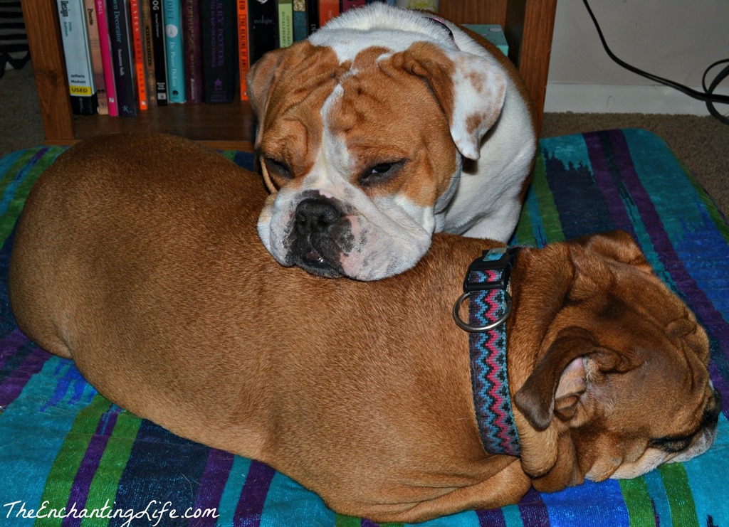 [sleepy%2520pups%255B7%255D.jpg]
