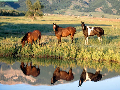 Caballos_salvajes-1024x768-397256.jpg