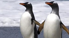 penguins-toronto-