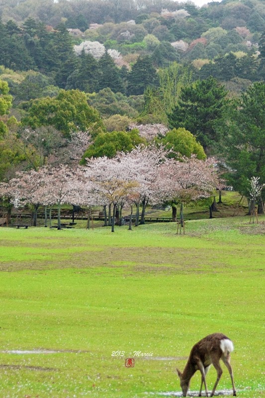 奈良 春日大社&奈良公園(なら)