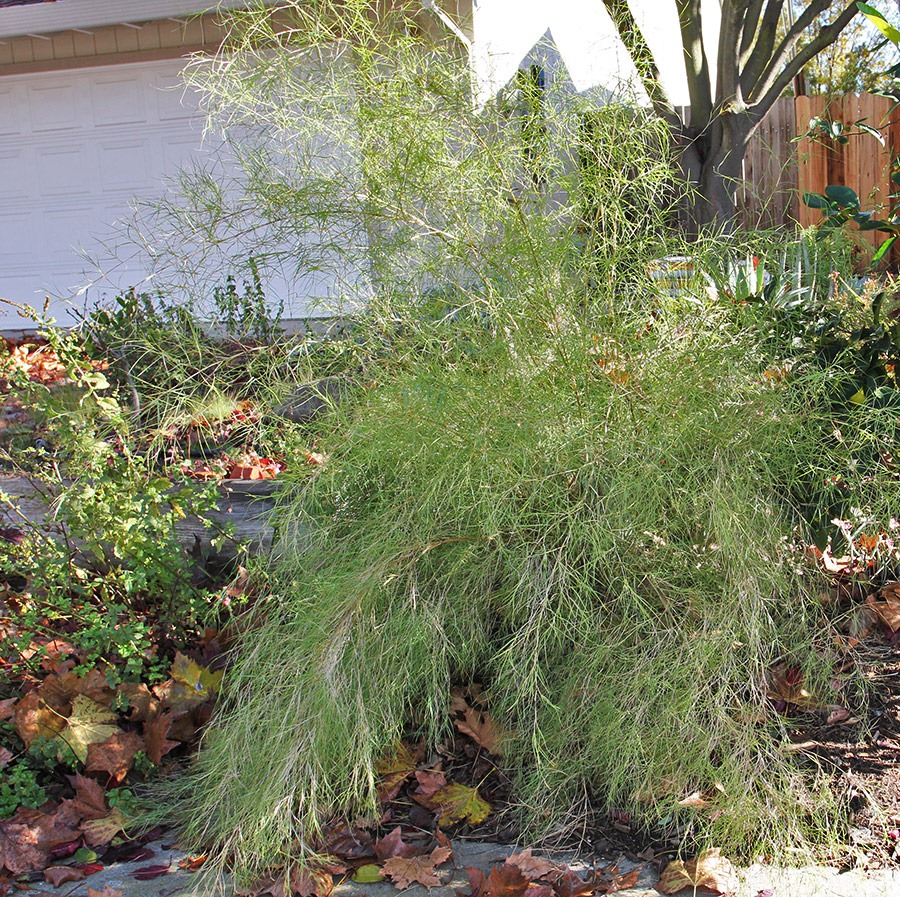 [101207_bamboo_muhly_01%255B3%255D.jpg]