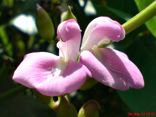 Phaseolus vulgaris - Kacang Jogo - Bush Bean