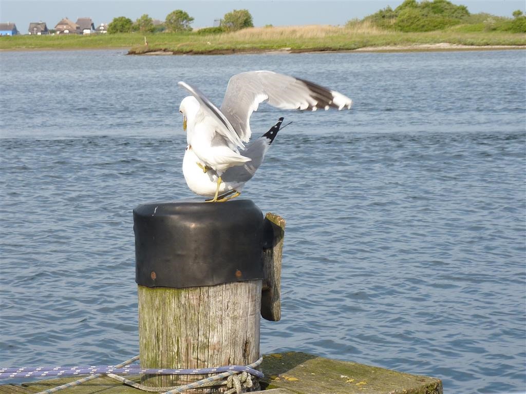 [P1030211-Medium11.jpg]