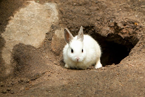 [white-rabbit-exiting-rabbit-hole%255B11%255D.jpg]