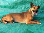 Damiana. Hembra 1.5 años. Tímida, cariñosa, sumisa con los perros y desconfiada de los desconocidos