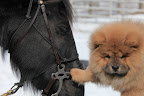 Don't worry, little pup.  I promise I won't go fast.