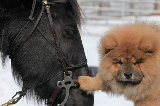 Don't worry, little pup.  I promise I won't go fast.