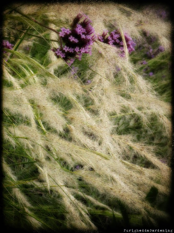 jarava ichu, verbena bonariensis dry garden, grasses