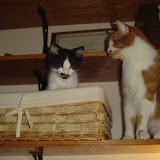Charlie is in Tinks basket