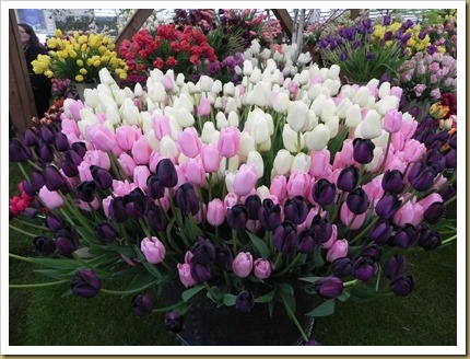 Tulips at the Blom’s Bulbs stand. DSCN9106