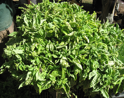 bunches of basil
