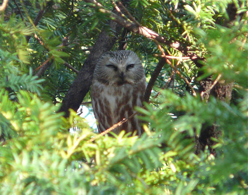 Lifer NORTHERN SAW-WHET OWL, 4/1/13, Central Park