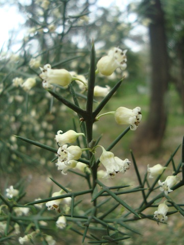 [Colletia%2520spinosissima%2520%25283%2529%255B2%255D.jpg]