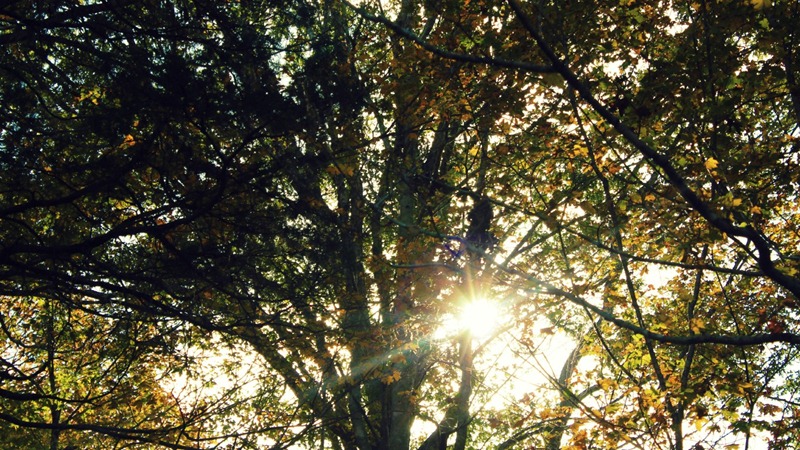 sun through trees sun through trees