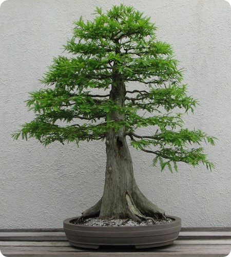 Bald_Cypress,_1987-2007 Bald_Cypress,_1987-2007