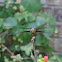 Widow Skimmer