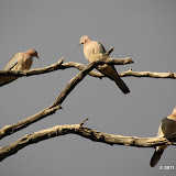 Laughing Dove (Spilopelia senegalensis)