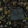 dsc03916.jpg