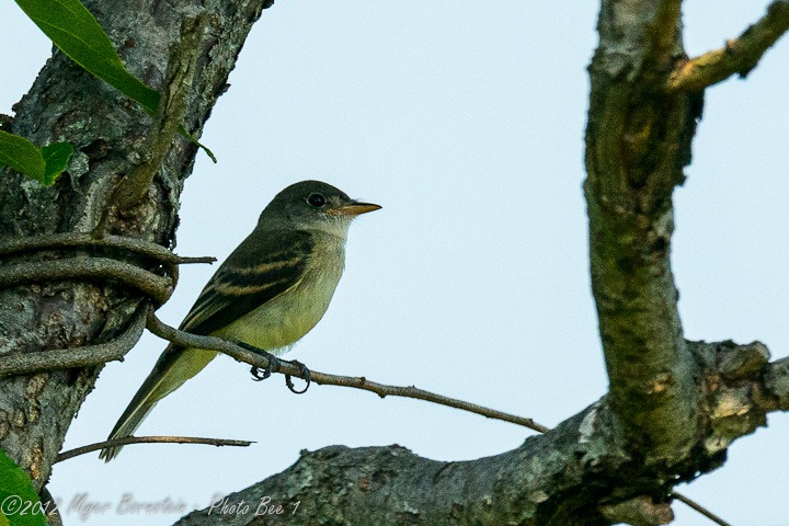 [Willow-Alder%2520Flycatcher%2520_D8C6849%2520August%252004%252C%25202012%2520NIKON%2520D800%255B7%255D.jpg]