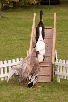 Kineton Quackers