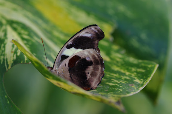 Catonephele numilia penthia HEWITSON, 1852, femelle. Barra do Una (Sao Sebastiao, SP). 14 février 2012. Photo : J.-M. Gayman