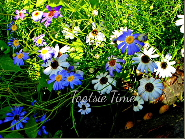 BeFunky_075.jpg BeFunky_075.jpg
