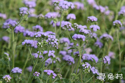 [臺南-花木] 美麗的紫色地毯-紫花藿香薊