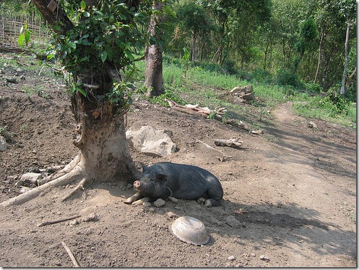 pigs in manipur