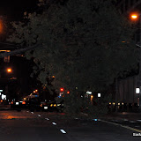 News_110406_Treeonlightraillines_Kat12th
