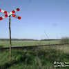 "Odrzanka" dsc06372.jpg