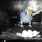 Sky & Eggs Aug 12-11.JPG