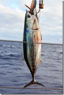 skipjack