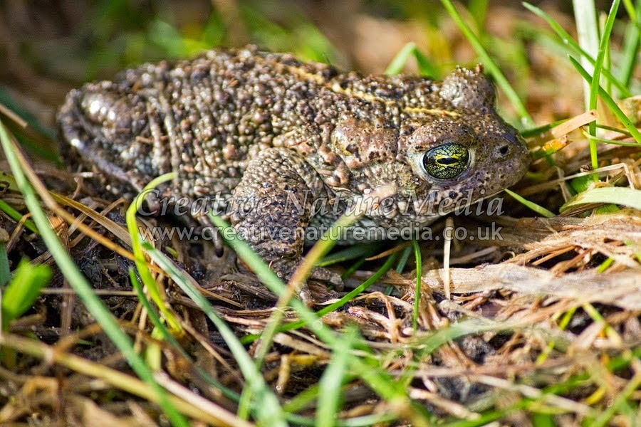 [125%2520Natterjack%255B2%255D.jpg]