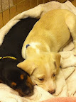 Spooning pooches...this degree of cuteness is truly hazardous.