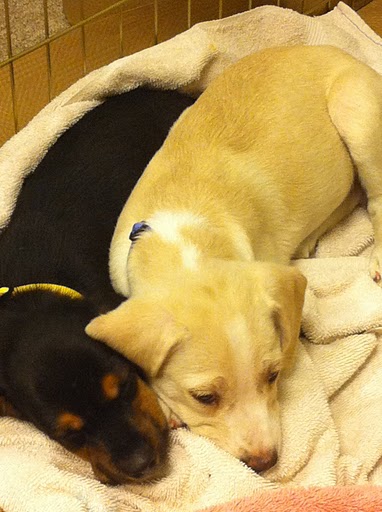 Spooning pooches...this degree of cuteness is truly hazardous.