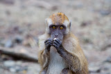 Monkey - Langkawi, Malaysia