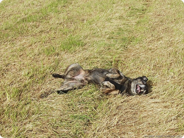 bruno enjoys hay stubble