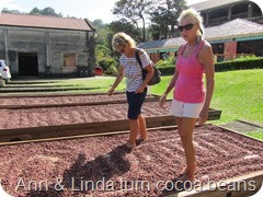 142 Turning the drying cocoa beans