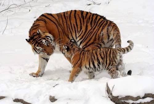 [Optimized-Siberian-Tiger-And-Cub4.jpg]