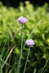 Sharkey, isn't it wonderful that so many plants that look good can taste good too?  You just have to know what's edible and be absolutely certain that they have not been sprayed with any sort of chemical.