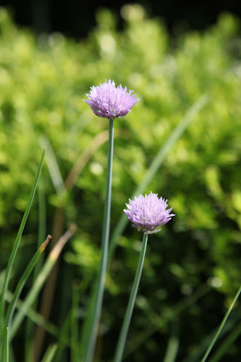 Sharkey, isn't it wonderful that so many plants that look good can taste good too?  You just have to know what's edible and be absolutely certain that they have not been sprayed with any sort of chemical.