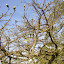 Look closely at this tree, you'll notice the blood of the last person who tried to climb it!