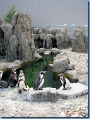 0093 Alberta Calgary - Calgary Zoo outside Penguin Plunge - Humboldt penguin