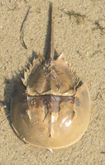 Wellfleet 8.18.2012 horseshoe crab shell